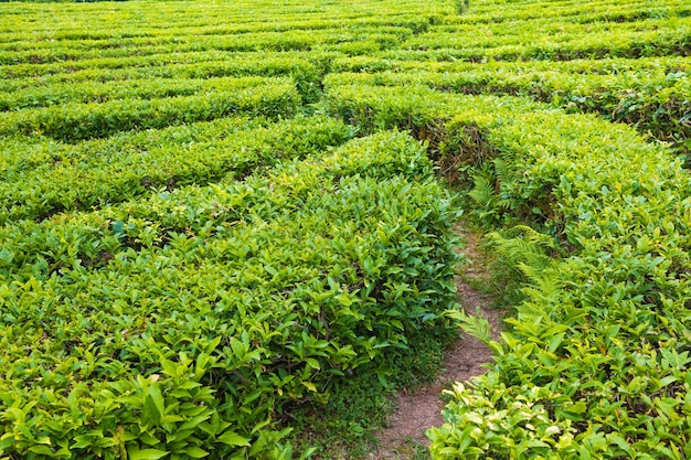 Teebäume mit grünen Blättern auf Teeplantage im Sommer Abstrakter Sommernaturhintergrund