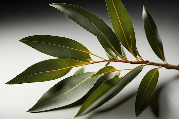Teebaumblätter aus Australien werden häufig verwendet, um die ätherischen Öle zu extrahieren