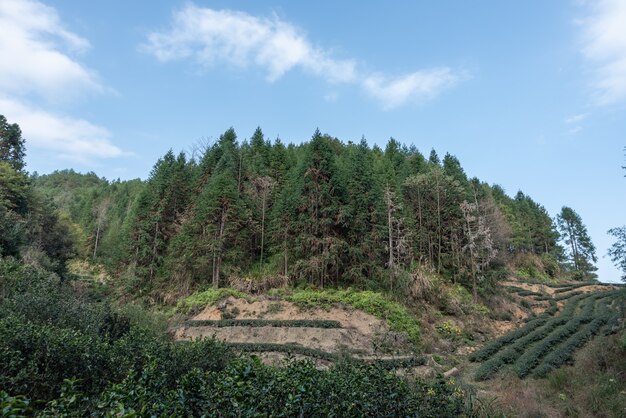 Teebaumblüten im Teegarten in der Sonne