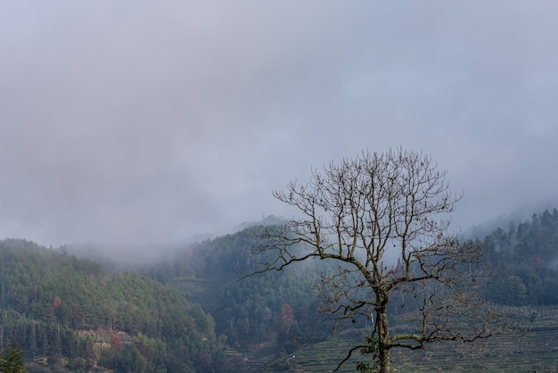 Teeberg und Wald im Morgennebel