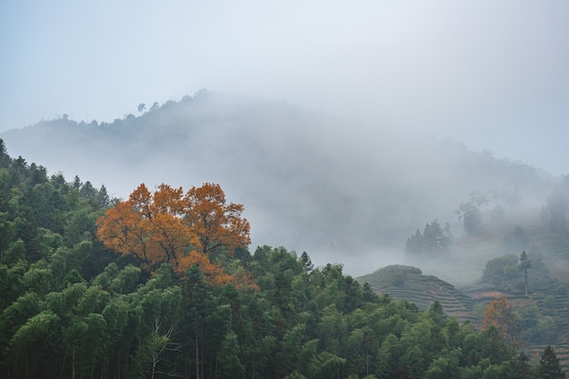 Teeberg und Wald im Morgennebel