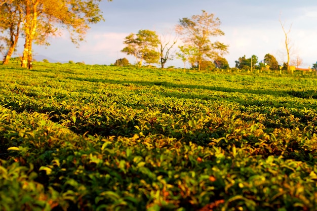 Teefarm in Vietnam