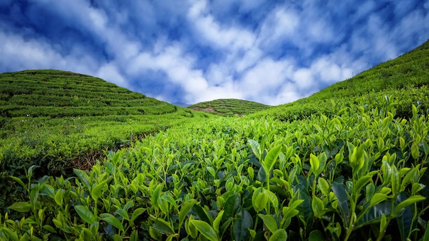 Teefeld-Plantage am schönen Tag und Himmel