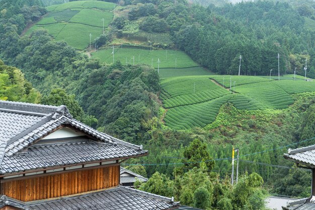 Teefeld und japanisches Haus