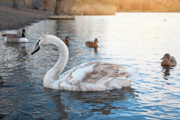 Teenager-Schwan und Enten, die am schönen Frühlingstag auf dem See schwimmen