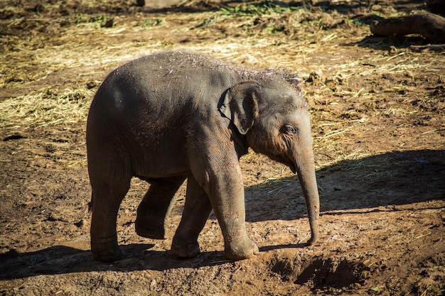 Teenagerelefanten laufen im Zoo im Freien