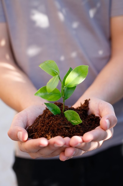 Teenagerhände pflanzen Setzlinge in den Boden Junge Pflanzen wachsen zu neuem Leben Ökologie Tu Bishvat BShevat-Konzept