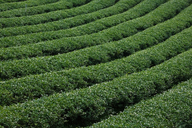 Teeplantage auf Berglandschaft