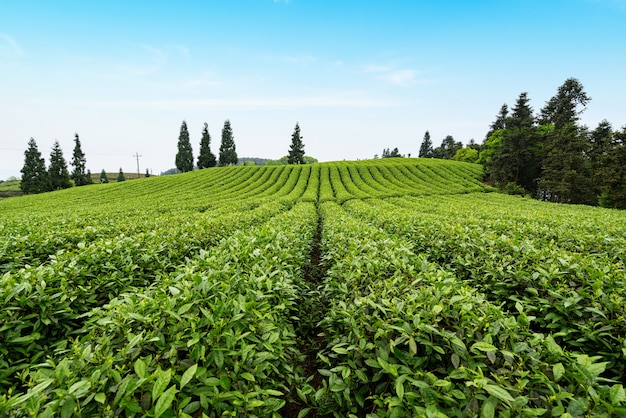 Teeplantage auf dem Gipfel des Berges