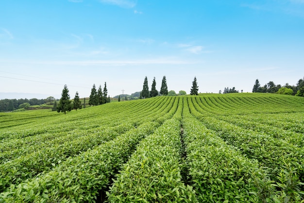 Teeplantage auf dem Gipfel des Berges