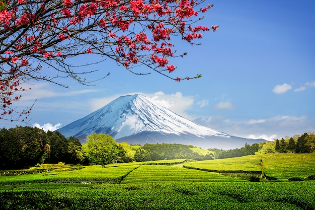 Teeplantage auf der Rückseite, die den Fujisan mit klarem Himmel in shizuoka, obuchi sasaba, Japan übersieht