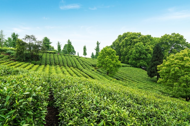 Teeplantage auf der Spitze des Berges