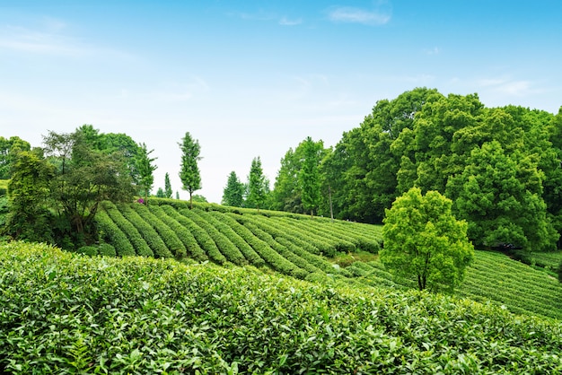 Teeplantage auf der Spitze des Berges