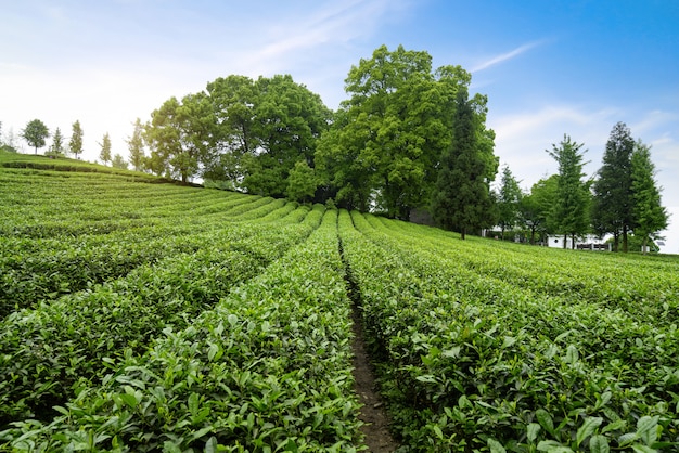 Teeplantage auf der Spitze des Berges