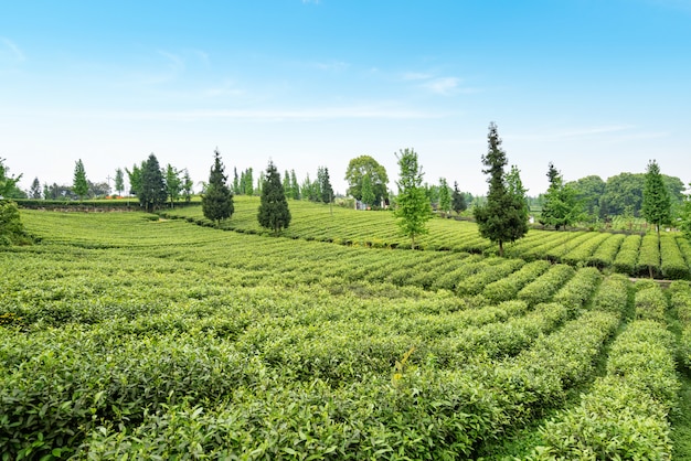 Teeplantage auf der Spitze des Berges