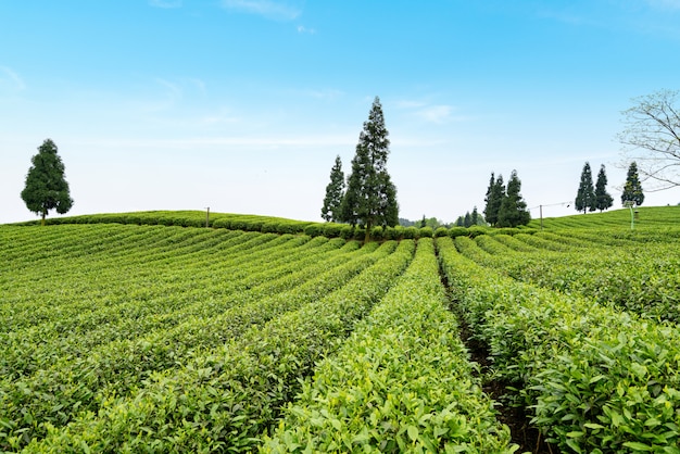 Teeplantage auf der Spitze des Berges