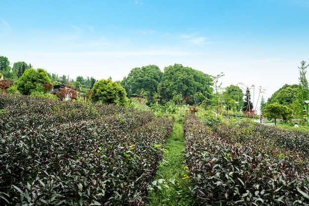 Teeplantage auf der Spitze des Berges