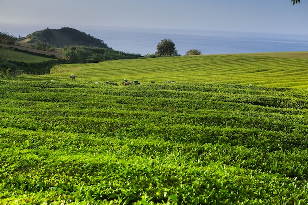 Teeplantage Cha Goreana Teeplantage in Sao Miguel Insel Portugal
