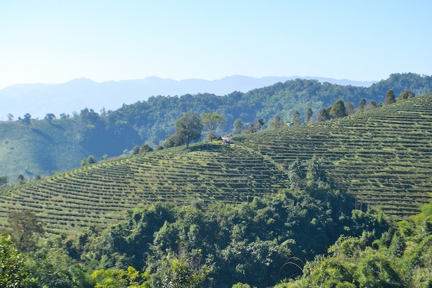 Teeplantage gepflanzt auf Berg