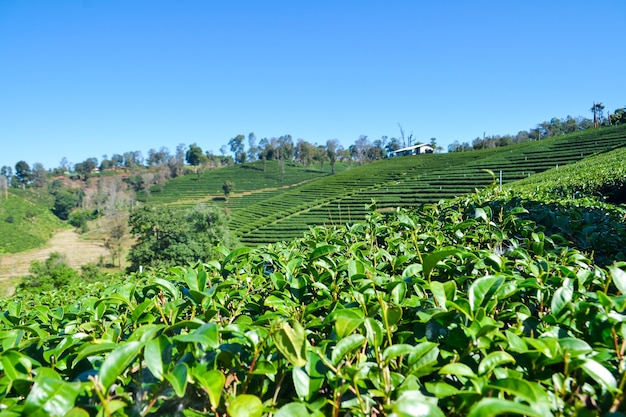 Teeplantage gepflanzt auf Berg