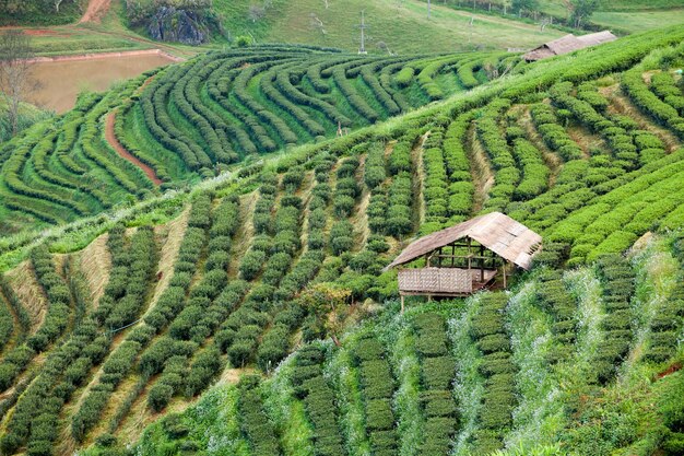 Teeplantage im Doi Ang Khang Chiang Mai Thailand