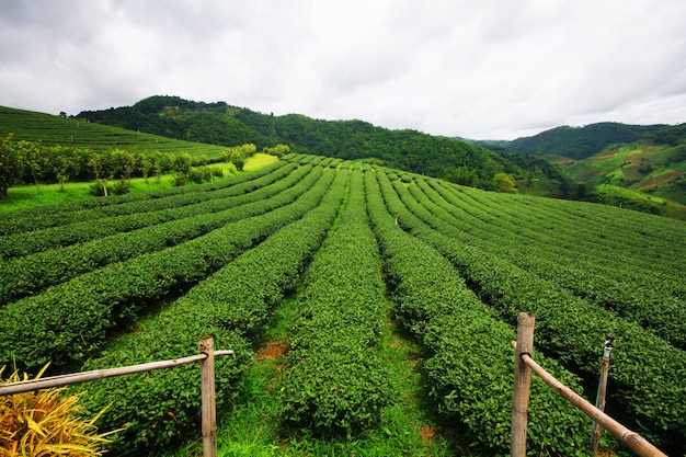 Teeplantage im Sonnenaufgang auf dem Berg und Wald in der Regenzeit