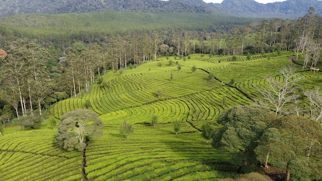 Teeplantage in Ciwidey Garden Indonesien