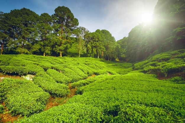 Teeplantage in Malaysia