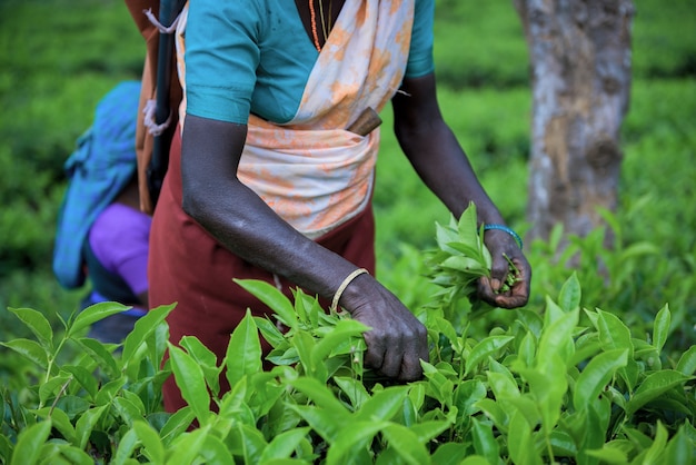 Teeplantage in Sri Lanka