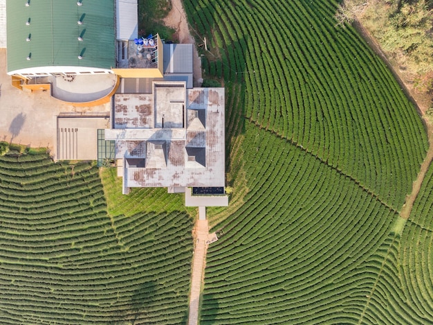 Teeplantage mit Fabrikgebäude auf Hügel