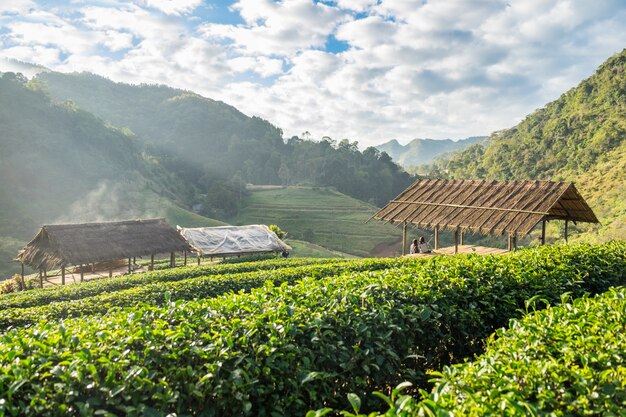 Teeplantage schön natürlich