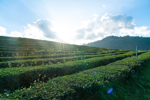 Teeplantage und Grünteeplantage