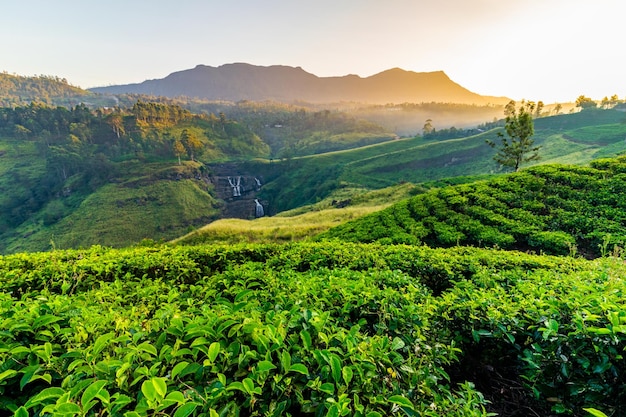 Teeplantage und Wasserfall St. Claire bei Sonnenaufgang Sri Lanka