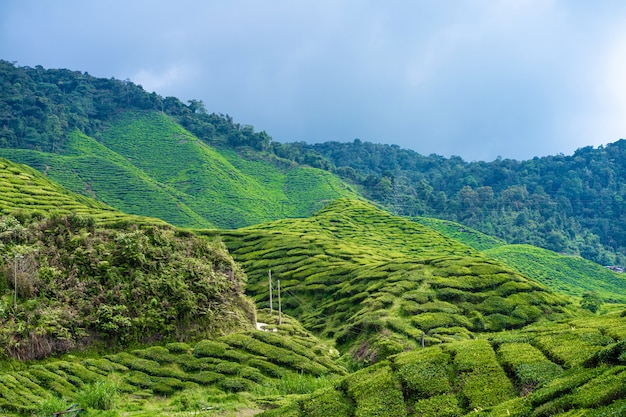 Teeplantagen Cameron Valley. Grüne Hügel im Hochland von Malaysia. Teeproduktion. Grüne Büsche jungen Tees.