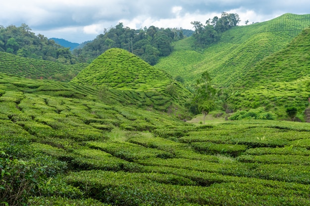 Teeplantagen Cameron Valley. Grüne Hügel im Hochland von Malaysia. Teeproduktion. Grüne Büsche jungen Tees.