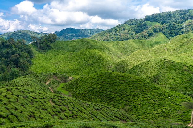 Teeplantagen Cameron Valley. Grüne Hügel im Hochland von Malaysia