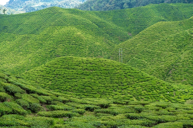 Teeplantagen Cameron Valley. Grüne Hügel im Hochland von Malaysia