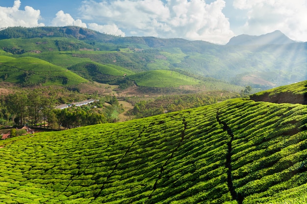 Teeplantagen in Indien