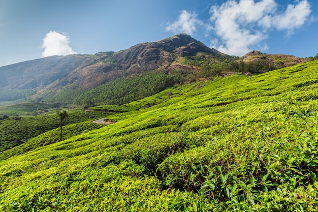 Teeplantagen in Indien