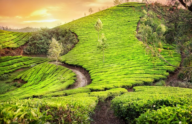 Teeplantagen in Indien