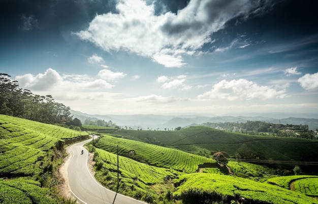 Teeplantagen in Munnar Tamil Nadu Indien