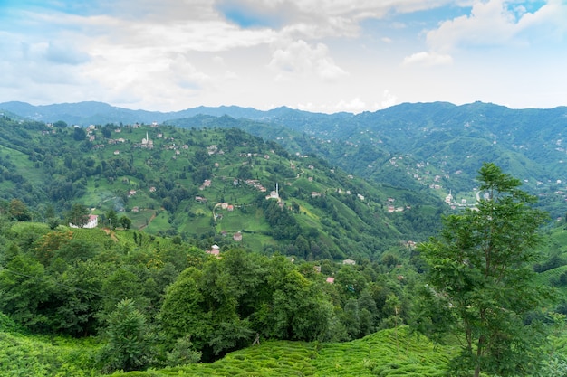 Teeplantagenlandschaft, Rize, Türkei