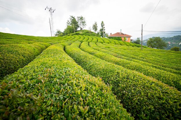 Teeplantagenlandschaft, Rize, Türkei