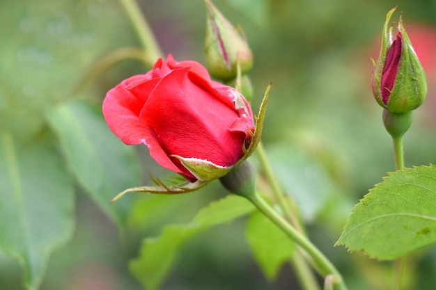 Teerose mit Knospen auf Grün