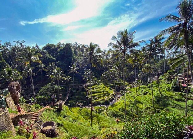 Tegallalang Rice Terraces Bali Indonésia foto de estoque