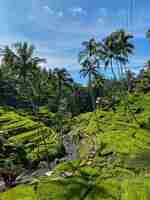 Foto tegallalang rice terraces bali indonésia foto de estoque