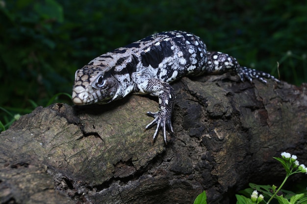 Tegu preto e branco argentino