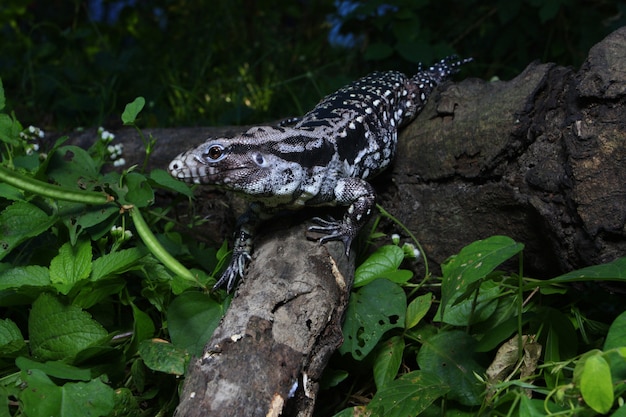 Tegu preto e branco argentino