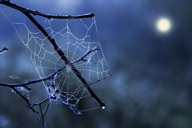 Teia de aranha branca sobre um fundo de um céu noturno escuro