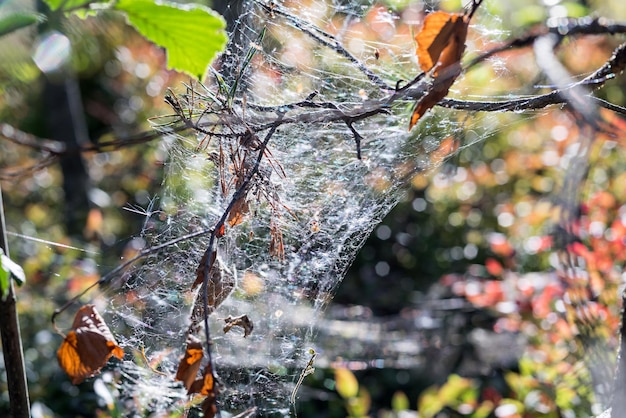 teia de aranha cintilante pendurada no sol brilhante em galhos secos de árvores velhas na madeira selvagem closeup